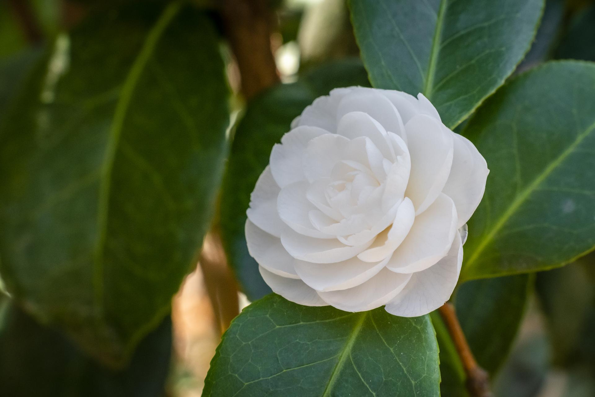 M37 camellia japonica alba plena Camelieto Miradolo