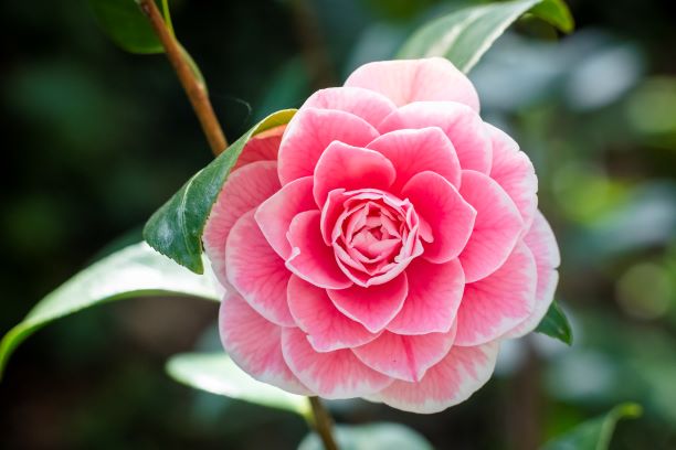 M71 Camellia japonica Albinio Botti Camelieto Miradolo