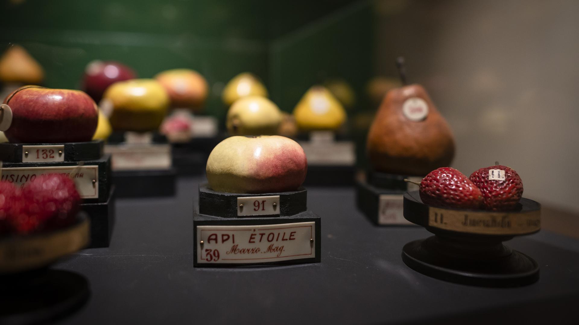 Francesco Garnier Valletti modelli e disegni Museo della Frutta e Accademia di Agricoltura 3 min